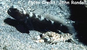  Cryptocentrus fasciatus (Y-bar Shrimp Goby, Barred Watchman Goby, Blue Fin Watchman Goby)