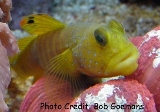  Cryptocentrus pavoninoides (Blackfinned Shrimp Goby, Peacock Shrimp Goby, Blue Spot Watchman Goby)