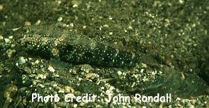  Cryptocentrus strigilliceps (Target Shrimp Goby)