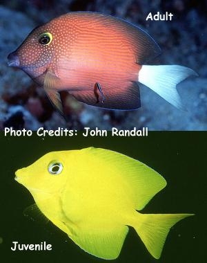  Ctenochaetus flavicauda (Red-spotted Tang/Surgeonfish)