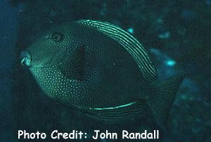  Ctenochaetus marginatus (Stripedfin Tang/Surgeonfish)