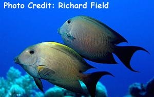  Ctenochaetus striatus (Striated Tang/Surgeonfish)