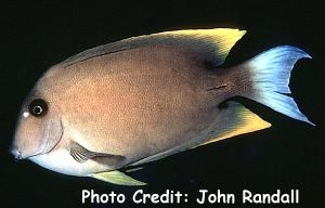  Ctenochaetus tominiensis (Tomini Tang/Surgeonfish)