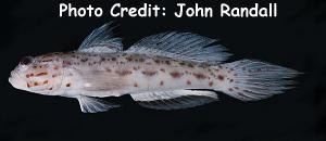  Ctenogobiops aurocingulus (Gold-streaked Prawn Goby)