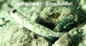  Ctenogobiops feroculus (Sandy Shrimp Goby)