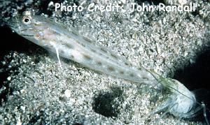  Ctenogobiops maculosus (Seychelles Shrimp Goby)