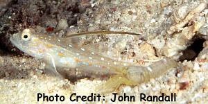  Ctenogobiops tangaroai (Tangaroa Prawn Goby)