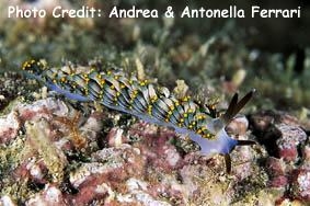  Tenellia yamasui (Sea Slug)