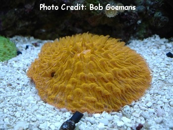  Cycloseris hexagonalis (Plate Coral, Mushroom Coral, Disc Coral, Fungia)