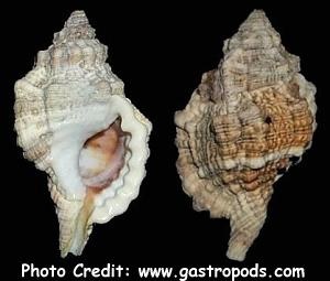  Gutturnium muricinum (Predatory Sea Snail, Triton Snail)