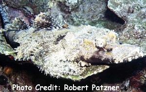  Cymbacephalus beauforti (Crocodile Fish)