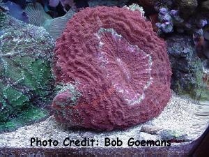  Cynarina deshayesiana (Meat Coral, Open Meat Coral, Knob Coral)