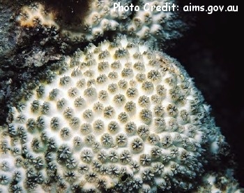  Cyphastrea agassizi (Mound Coral)