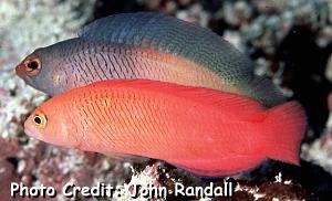  Cypho purpurascens (Oblique-lined Dottyback)