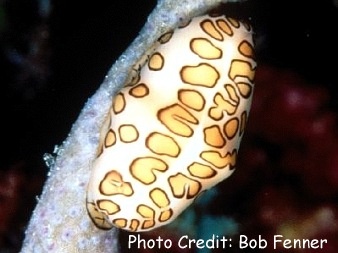  Cyphoma gibbosum (Flamingo Tongue)