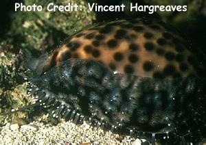  Cypraea tigris (Tiger Cowry)