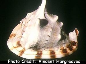  Cassis cornuta (Horned Helmut Snail)