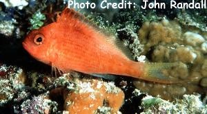  Cyprinocirrhites polyactis (Swallowtail Hawkfish, Lyretail Hawkfish)