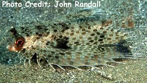  Dactyloptena macracantha (Spotwing Flying Gurnard)