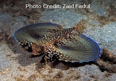  Dactylopterus volitans (Atlantic Flying Gurnard)