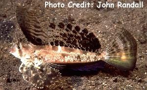  Dactylopus dactylopus (Fingered Dragonet)