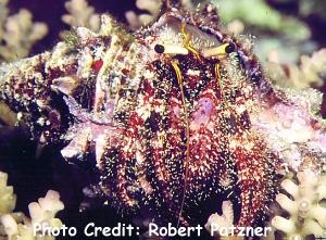  Dardanus lagopodes (Hairy Red Hermit Crab)