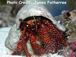  Dardanus megistos (White-spot Hermit)