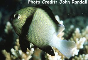  Dascyllus carneus (Cloudy Dascyllus, Cloudy Damselfish, Indian Dascyllus)