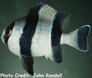  Dascyllus melanurus (Fourstripe Dascyllus, Blacktailed Dascyllus)