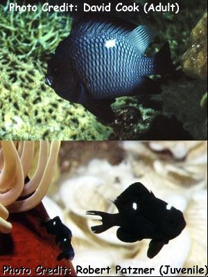  Dascyllus trimaculatus (Threespot Dascyllus, Domino Damselfish)