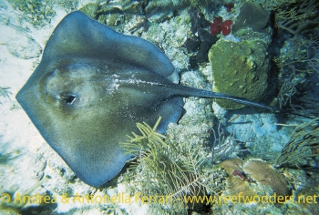  Dasyatis americana (Southern Stingray)