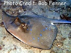  Dasyatis kuhlii (Bluespotted Stingray)