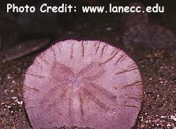  Dendraster excentricus (Eccentric Sand Dollar)