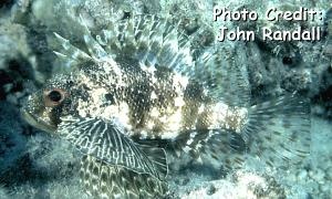  Dendrochirus barberi (Hawaiian Lionfish)