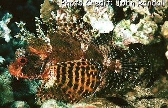  Dendrochirus brachypterus (Dwarf Lionfish, Shortfin Lionfish)