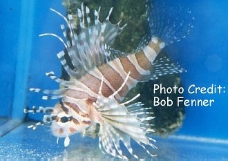  Dendrochirus zebra (Zebra Lionfish)