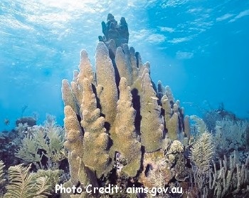  Dendrogyra cylindrus (Piller Coral)