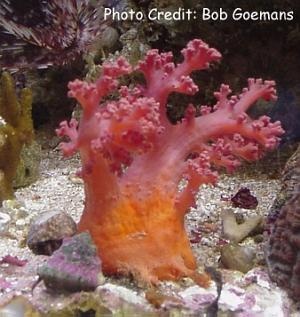  Dendronephthya klunzingeri (Tree Coral, Carnation Coral, Ledge Coral, Cauliflower Coral)