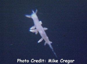  Dentronotus sp. (Sea Slug)