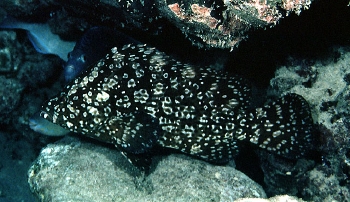  Dermatolepis striolata (Smooth Grouper)
