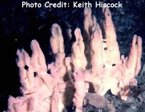  Desmacidon fruticosum (Tower Sponge)