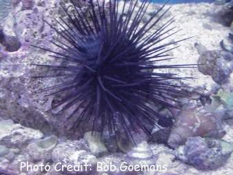  Diadema antillarum (Long-spined Sea Urchin)