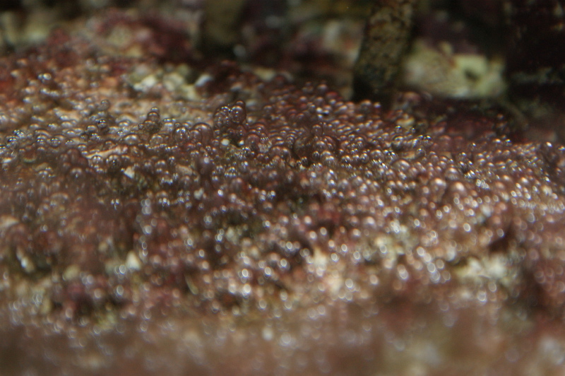 stringy algae in reef tank