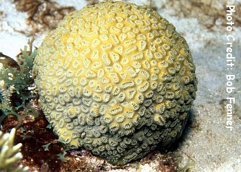  Dichocoenia stokesi (Pineapple Coral, Elliptical Star Coral)