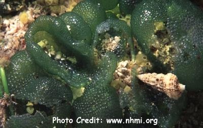  Dictyosphaeria cavernosa (Green Bubble Weed)
