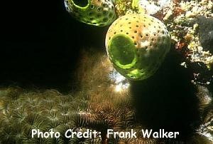  Didemnum molle (Colony Sea Squirt)