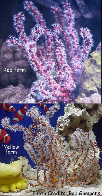  Diodogorgia nodulifera (Orange Tree Gorgonian, Red Tree Gorgonian, Yellow Tree Gorgonian)