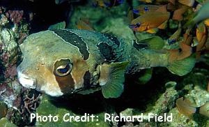  Diodon liturosus (Black-blotched Porcupinefish)