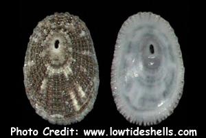  Diodora gibberula (Keyhole Limpet)