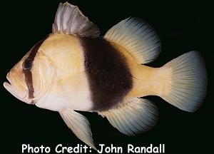 Diplioprion bifasciatum (Two-banded Soapfish, Barred Soapfish)